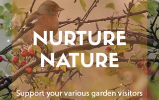 Nuture nature blog feature image