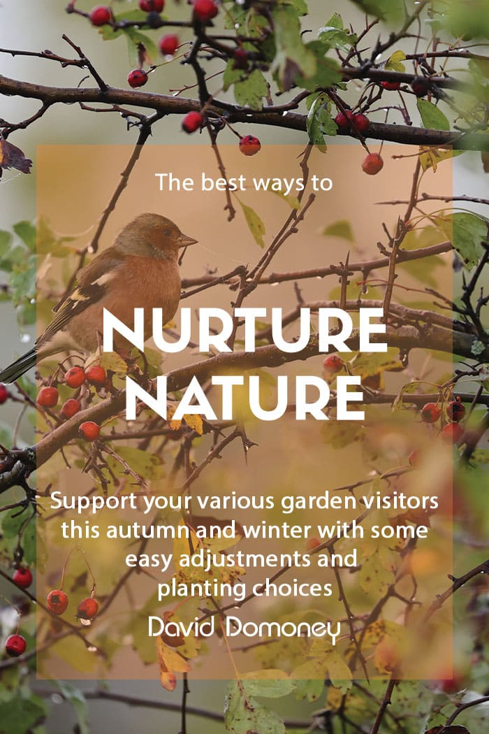 How to nurture nature in your garden