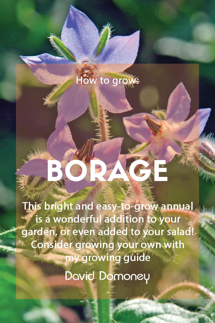 How to grow Borage