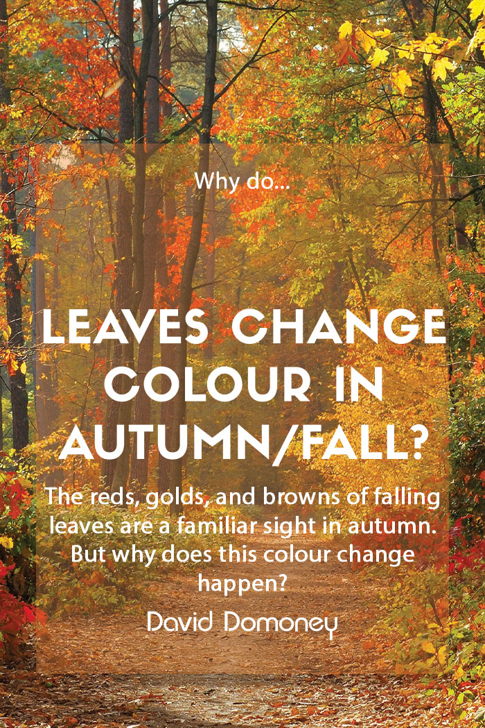 Why do leaves change colour in autumn/fall?