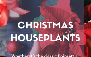 top five christmas houseplants