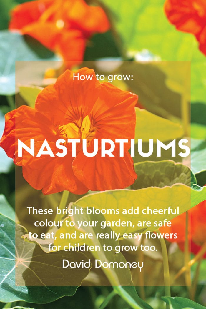 How to grow Nasturtiums