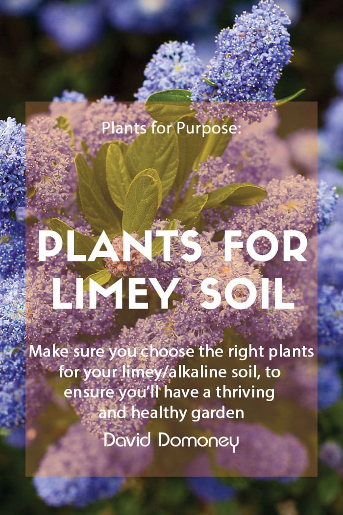 Plants for a Purpose – Plants for alkaline/limey soil