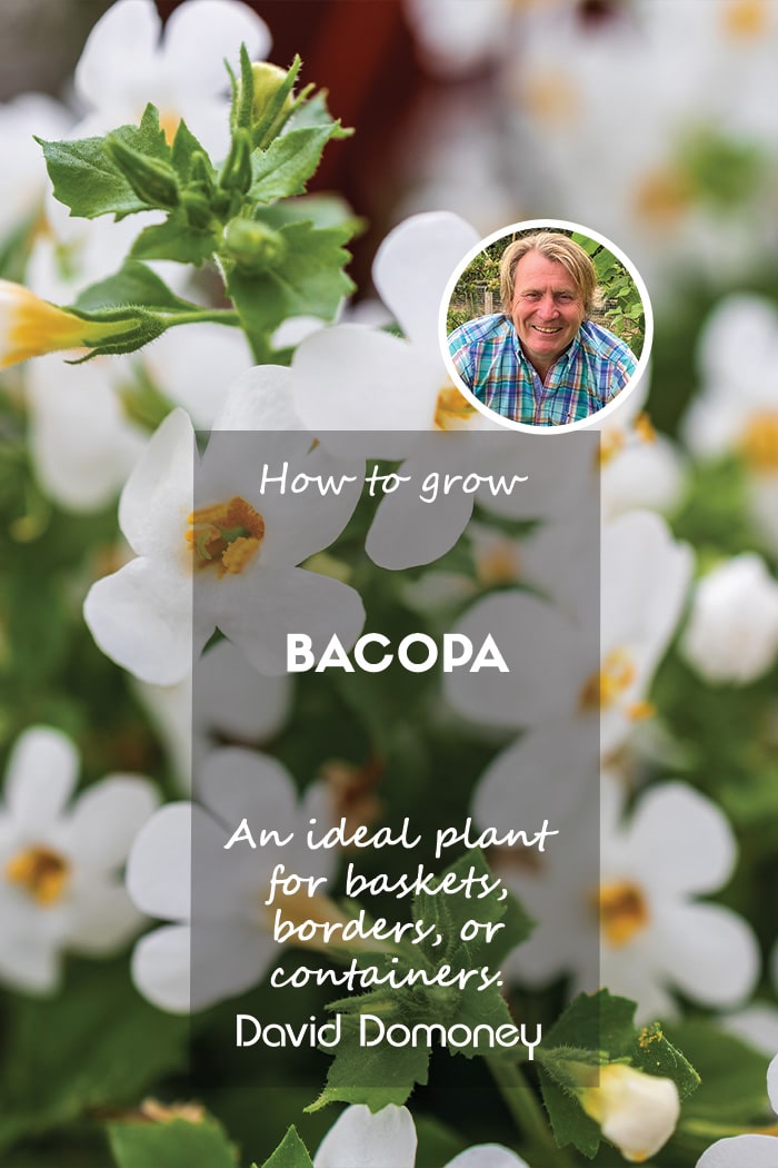 How to grow bacopa