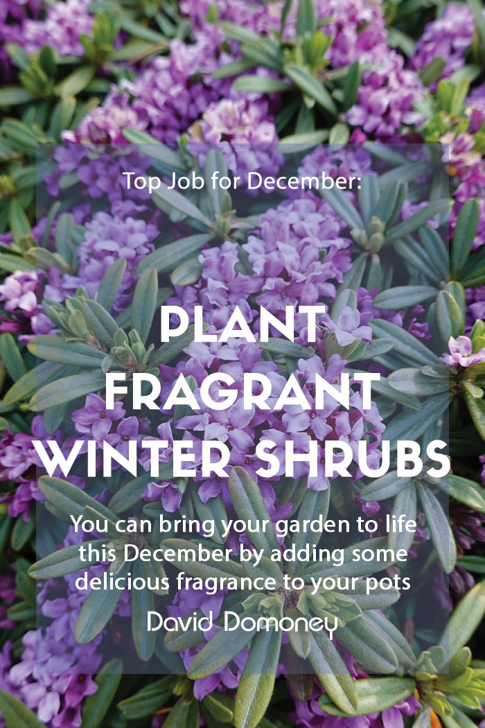 Top Job for December – Planting fragrant winter shrubs in pots