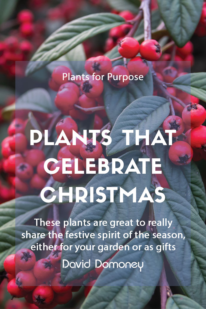 Plants for a Purpose – Plants that celebrate Christmas