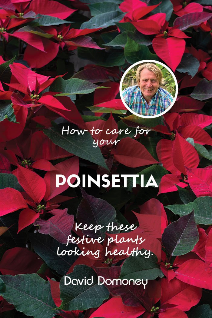 How to care for your Christmas Poinsettia