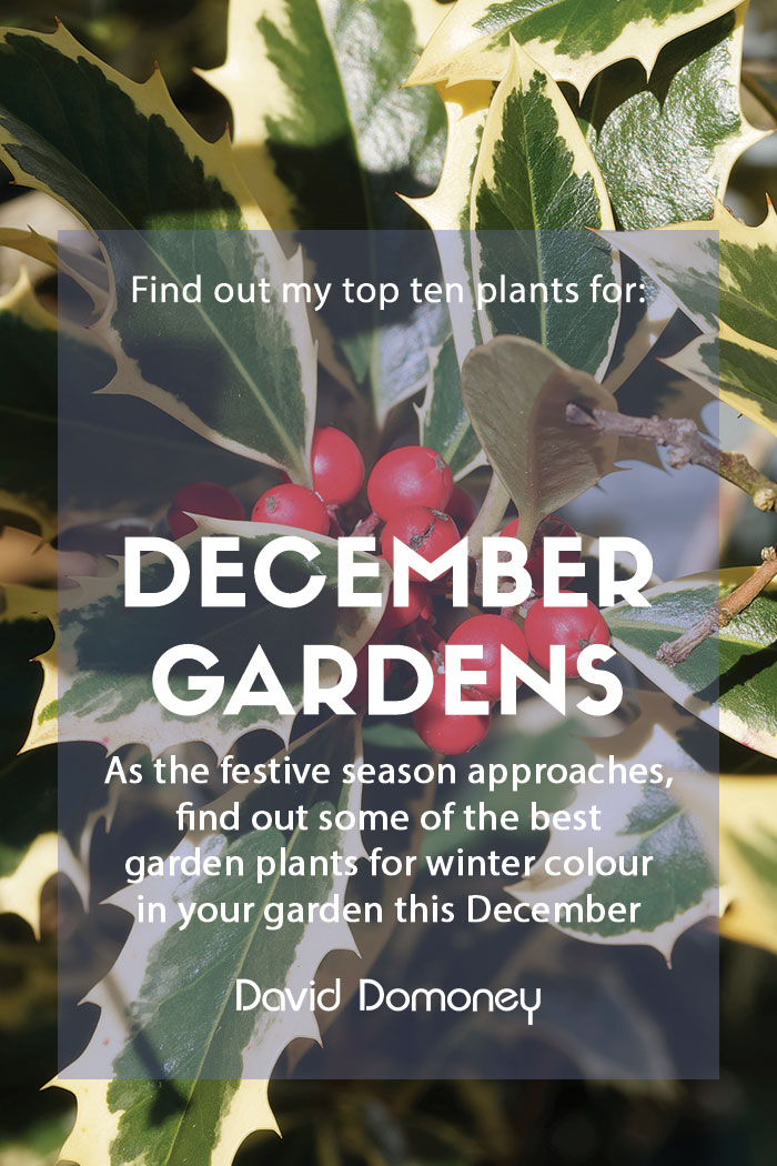 Top ten plants for December gardens 2023