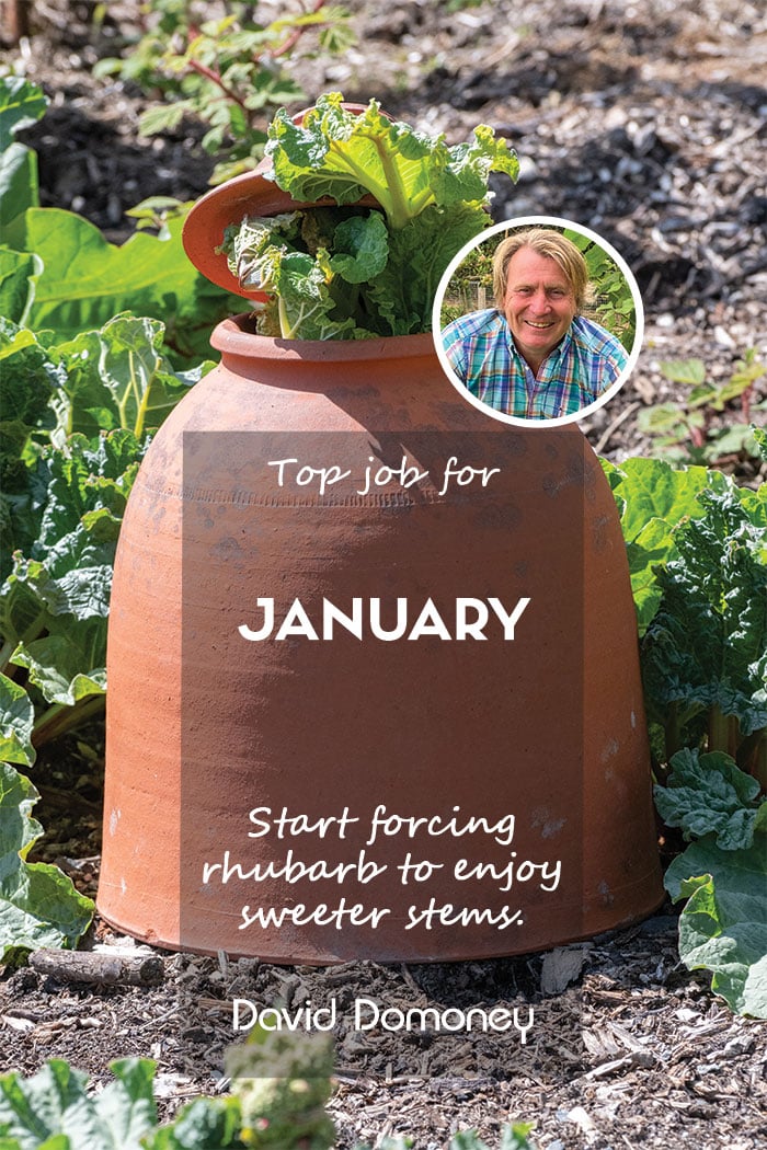 Top Job for January – start forcing your rhubarb