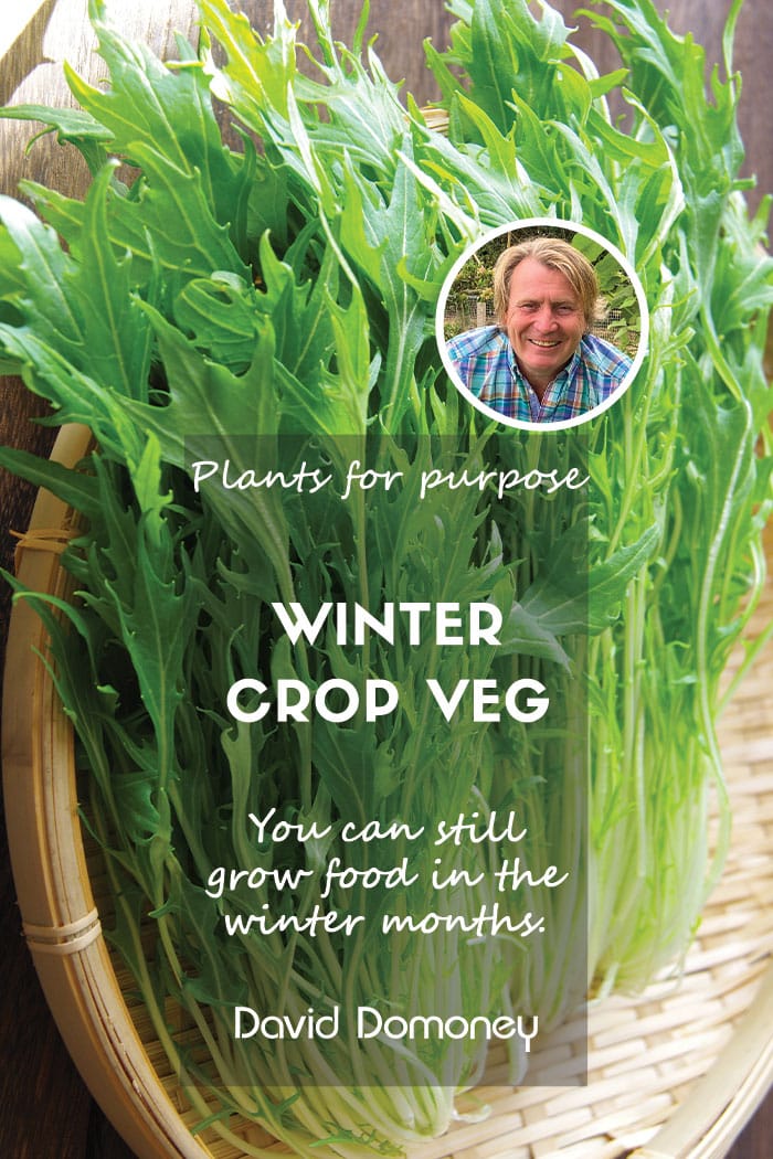 Plants for a Purpose – Plants for Winter Crops