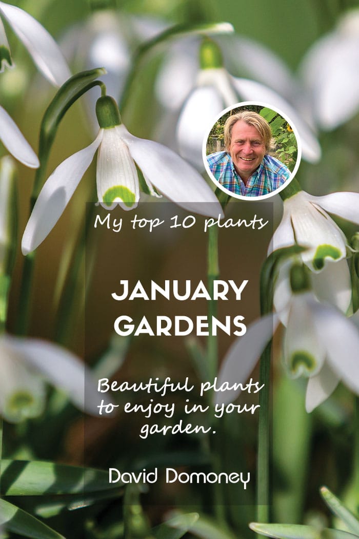 Top ten plants for January gardens 2024