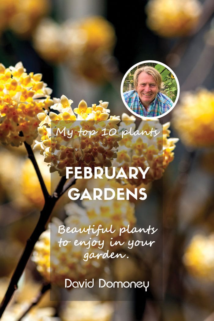 Top ten plants for February gardens 2024