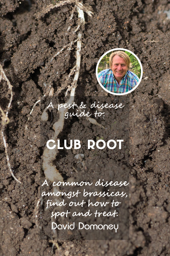 A pest & disease guide to: Club Root