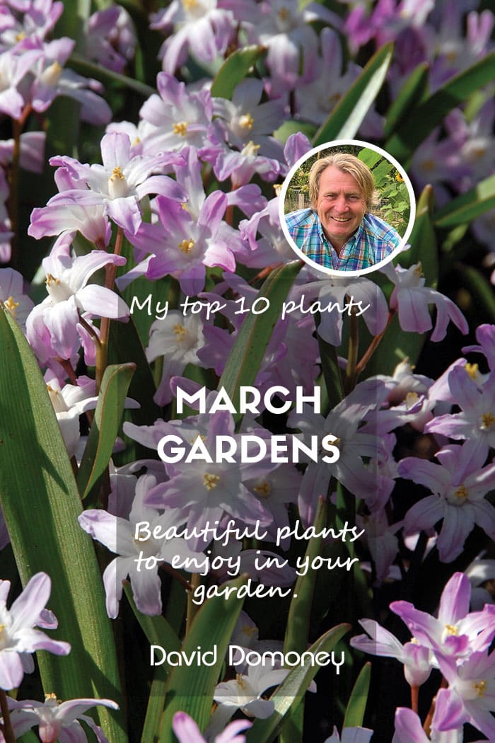 Top ten plants for March gardens 2024