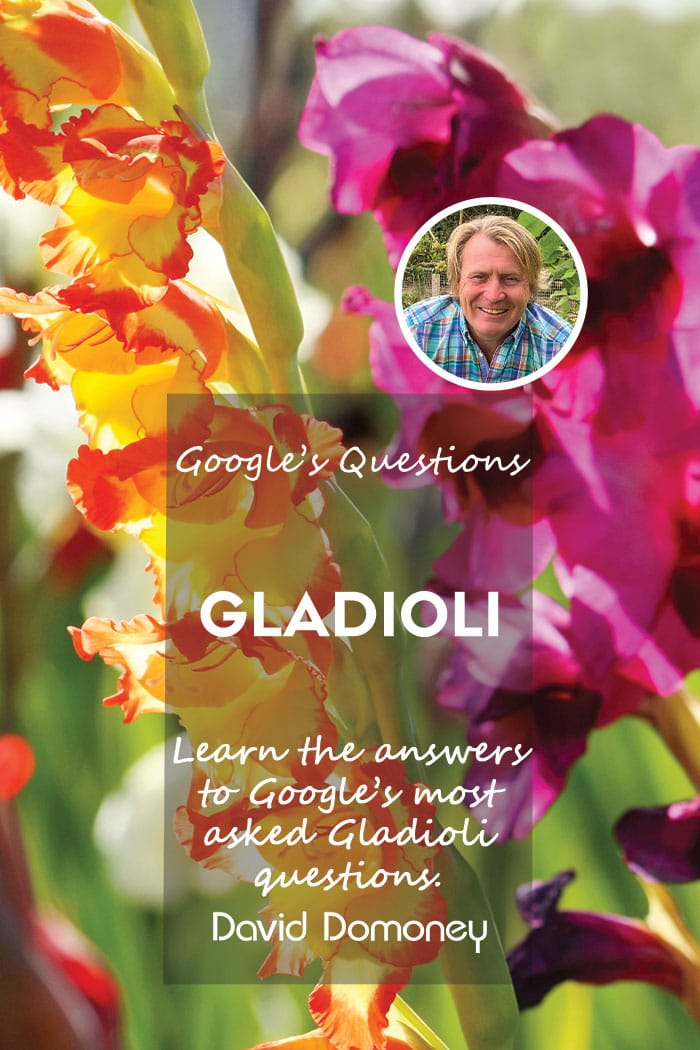 Google’s most asked questions about Gladioli