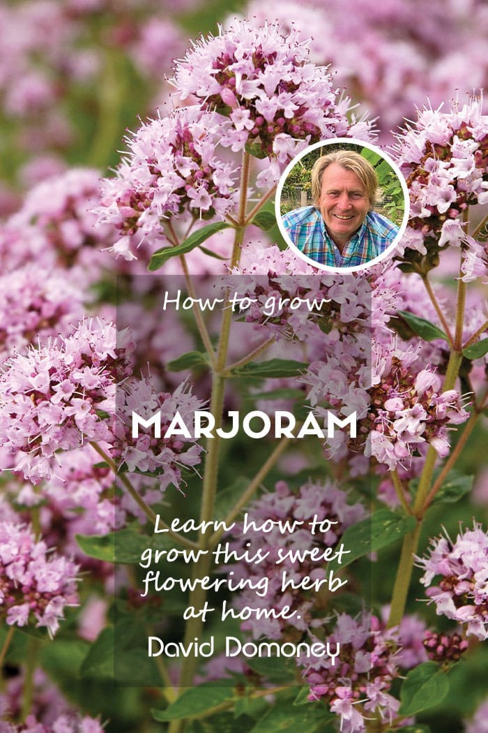 How to grow Marjoram