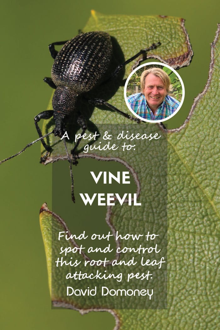 A pest & disease guide to: Vine Weevil