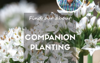 Companion Planting