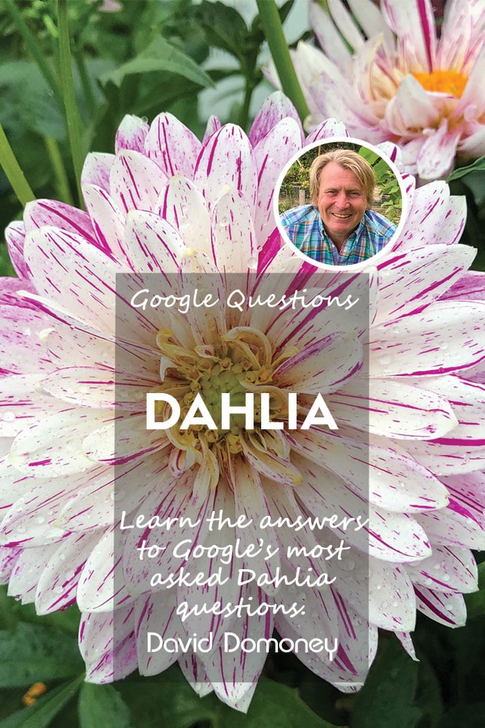 Google’s most asked questions about Dahlia