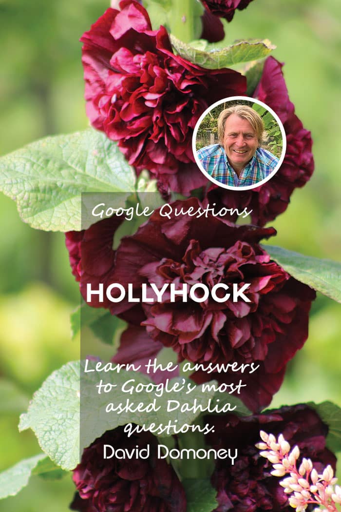 Google’s most asked questions about Hollyhocks