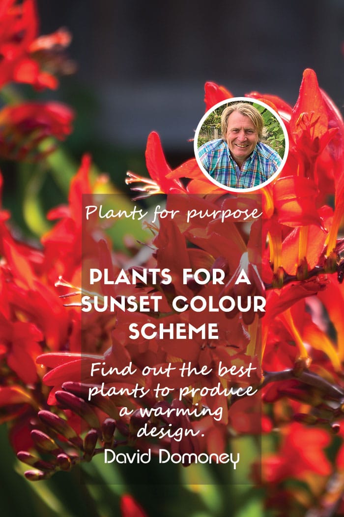 Plants for a Purpose – Plants for a sunset colour scheme