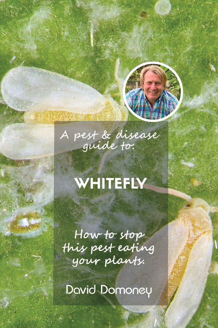 A pest & disease guide to: Whitefly