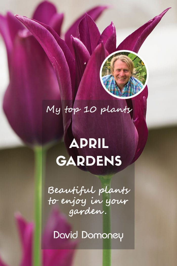 Top ten plants for April gardens 2024