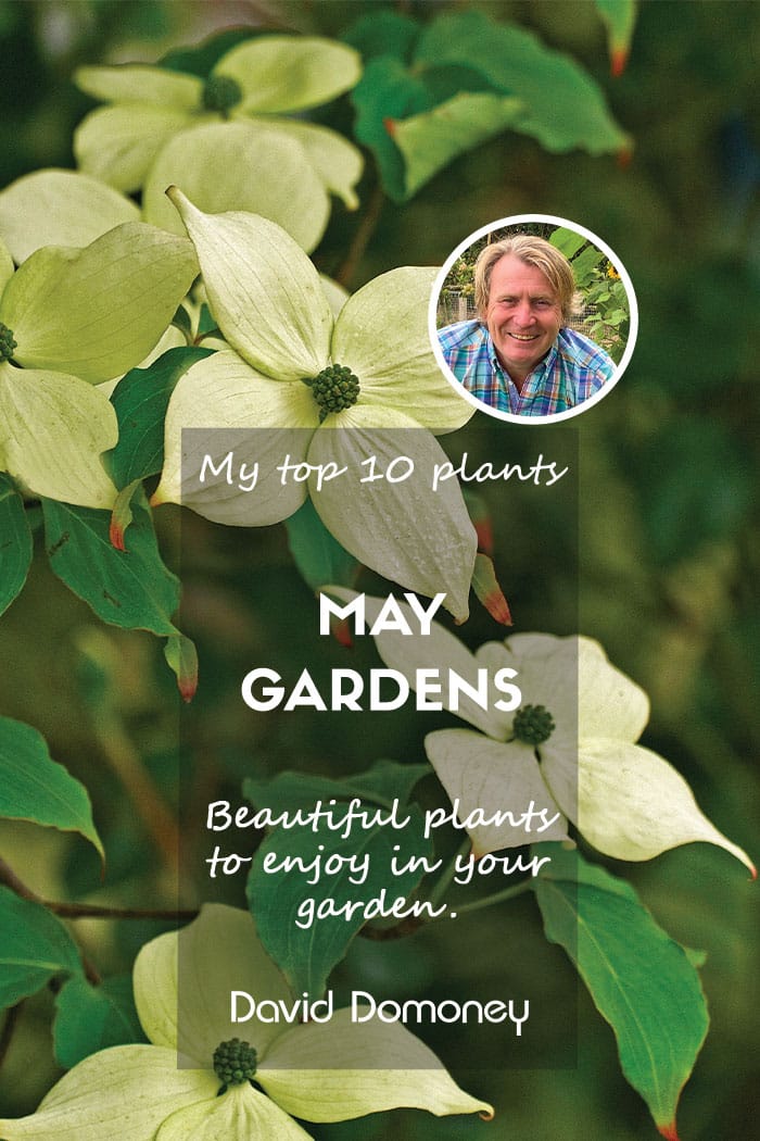 Top ten plants for May gardens 2024