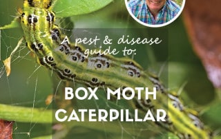 box moth caterpillar feature blog