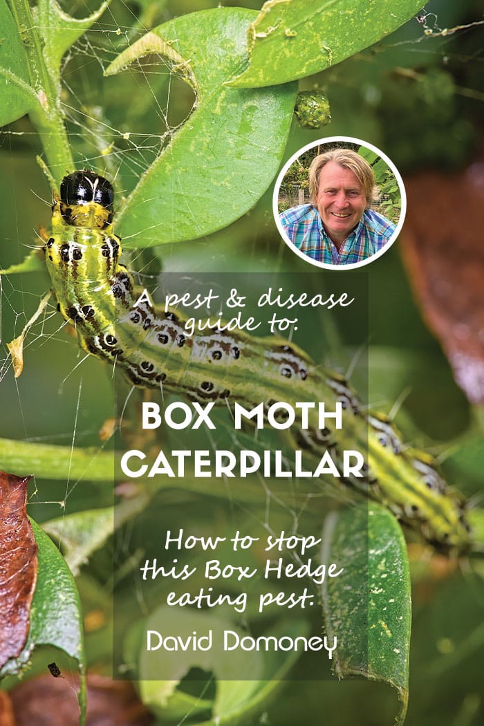 A pest & disease guide to: Box hedge caterpillar