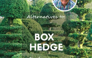 box hedge alternatives feature blog