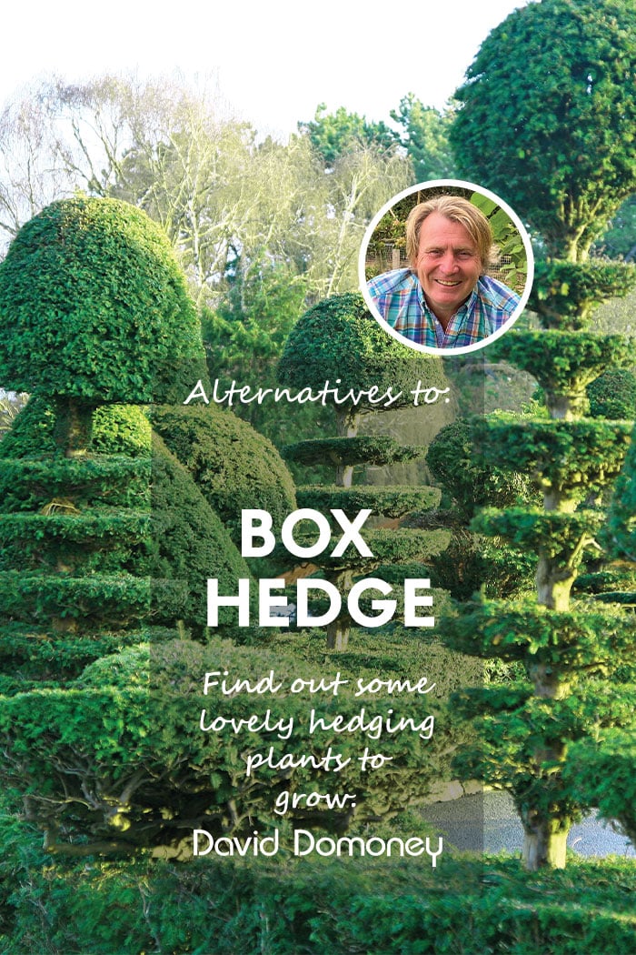 box hedge alternatives feature blog