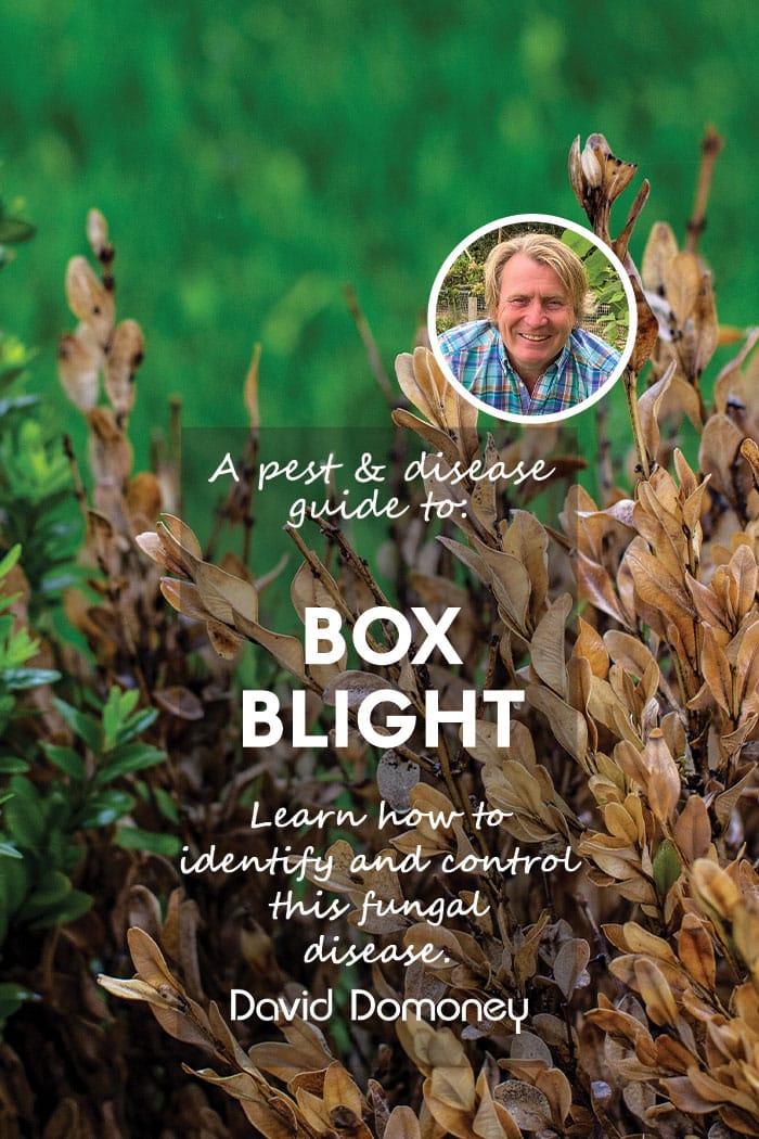 A pest & disease guide to: Box Blight