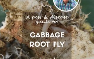 Cabbage root fly blog feature pest and disease