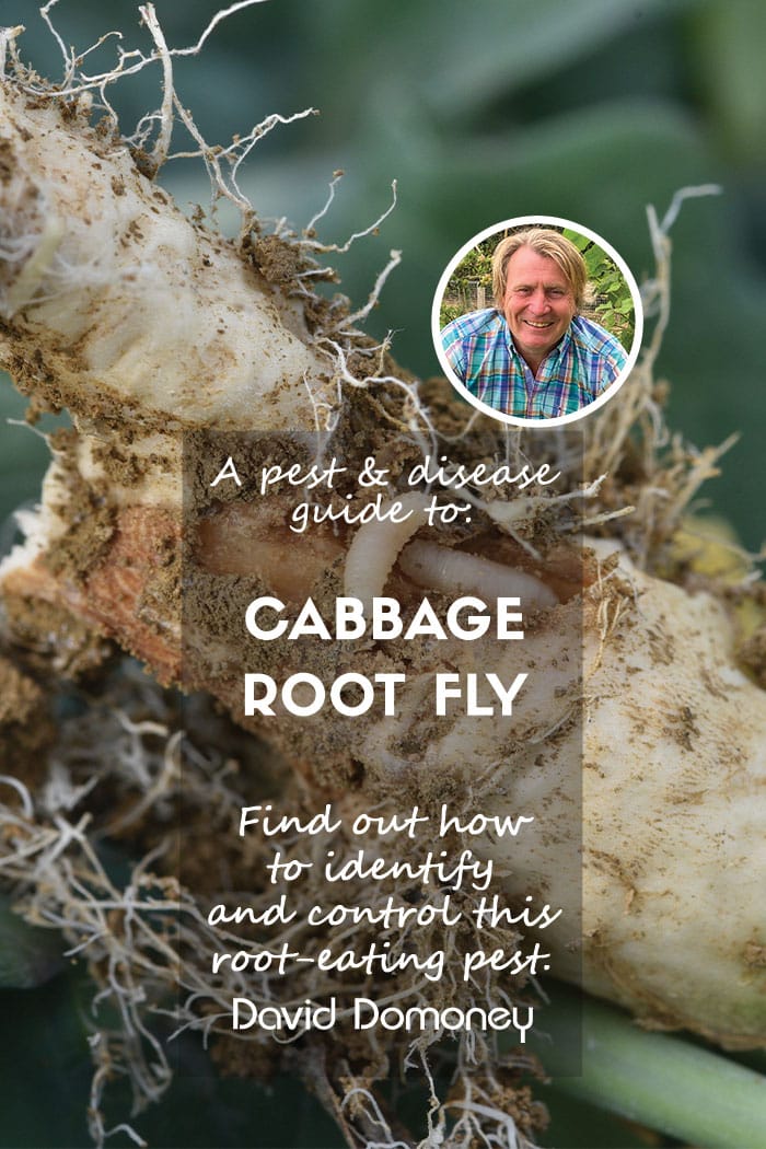 Cabbage root fly blog feature pest and disease