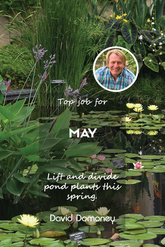 Top Job for April – Lift and divide pond plants