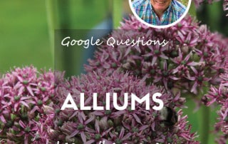 Allium feature