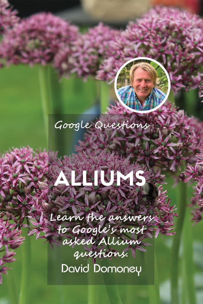 Google’s most asked questions about Alliums