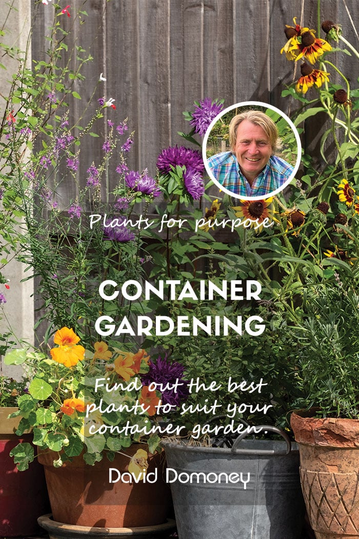 Plants for a Purpose – Best plants for a Container Garden