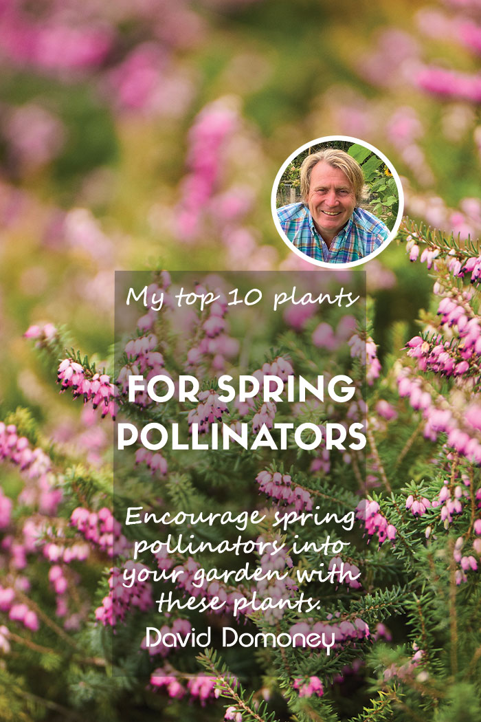 Gardening: The Top Ten Spring Plants to Help Pollinating Insects