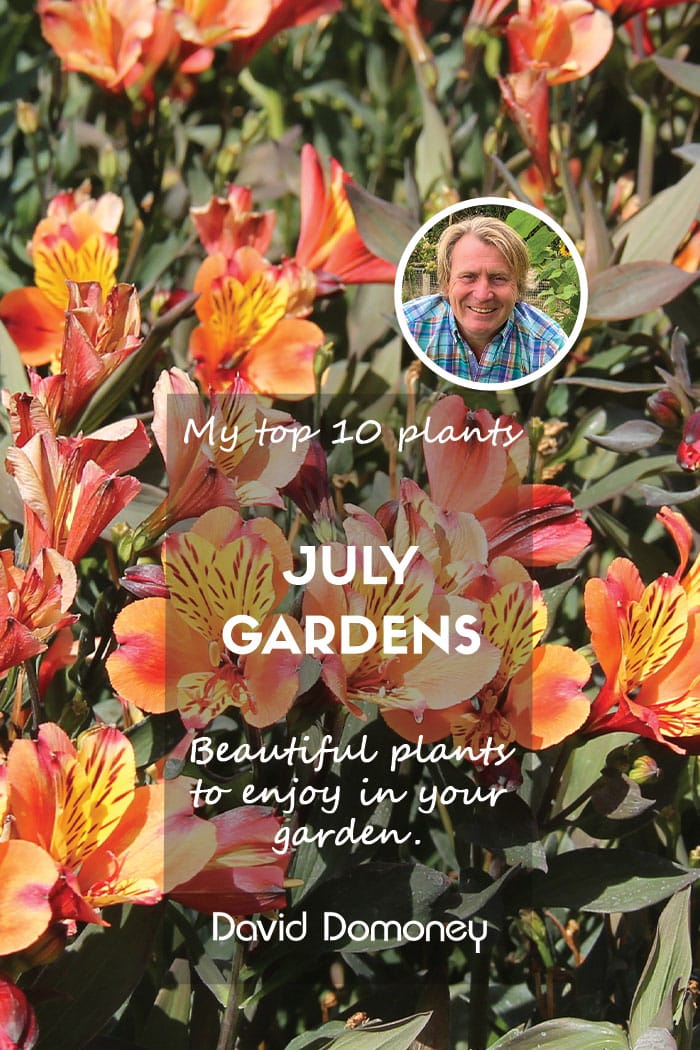 Top ten plants for July gardens 2024