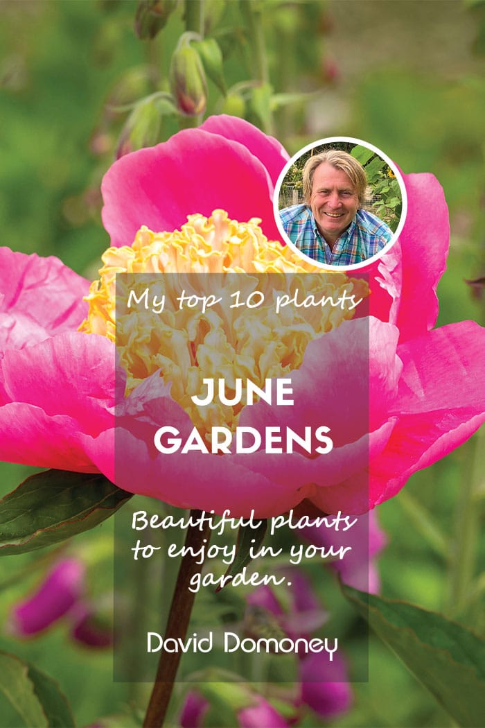 Top ten plants for June gardens 2024