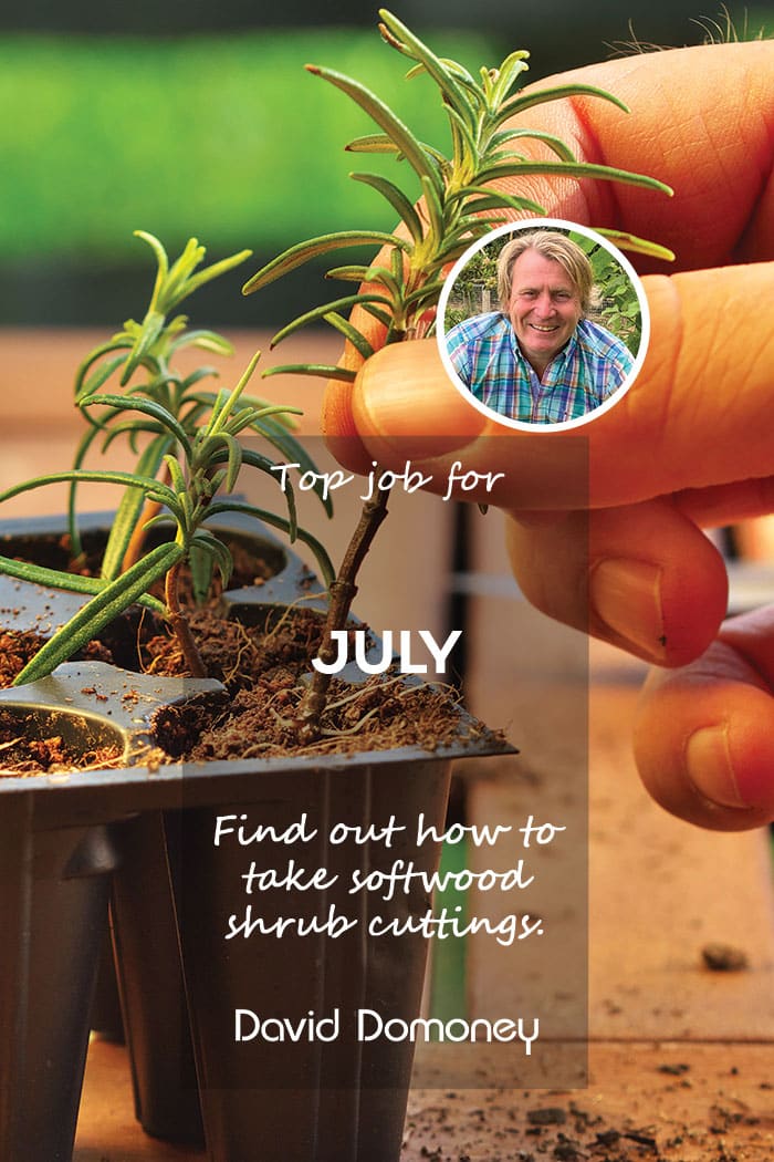 Top Job for July – Take softwood cuttings from shrubs