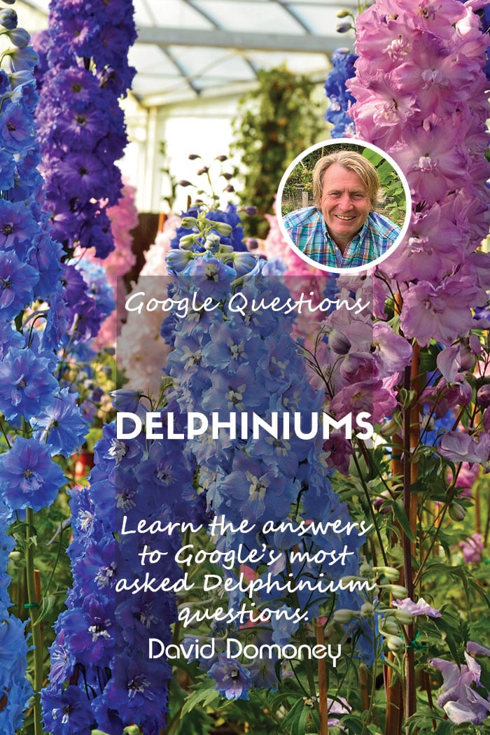 Google’s most asked questions about Delphiniums