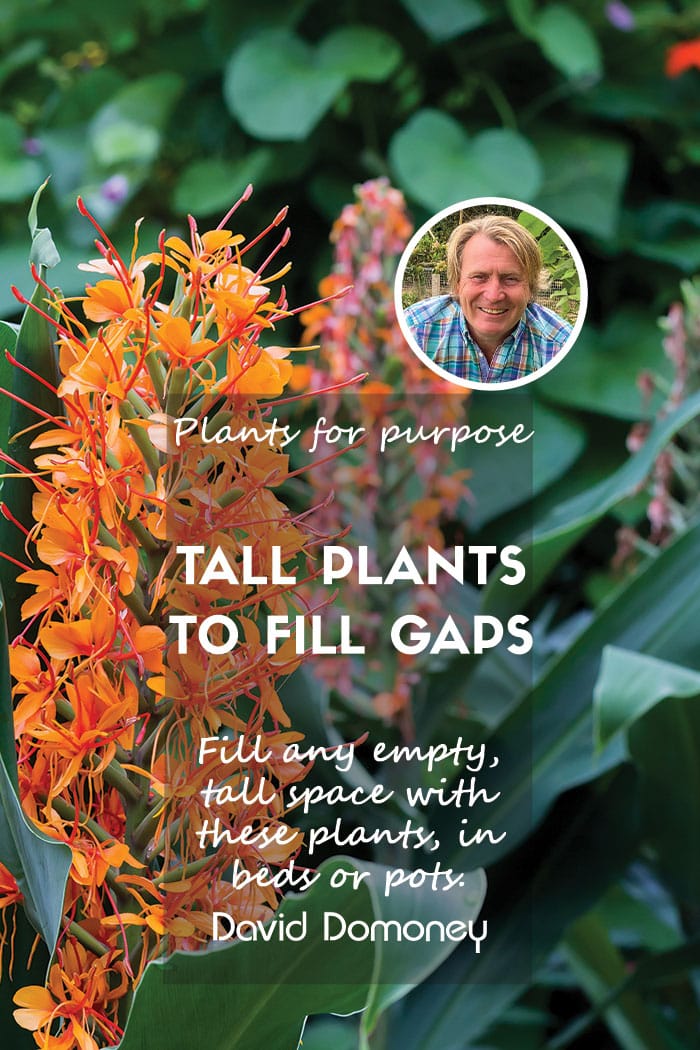 Plants for a Purpose – Best tall plants to fill gaps