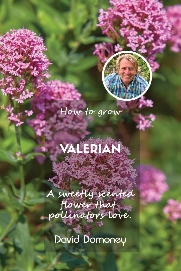 How to grow valerian