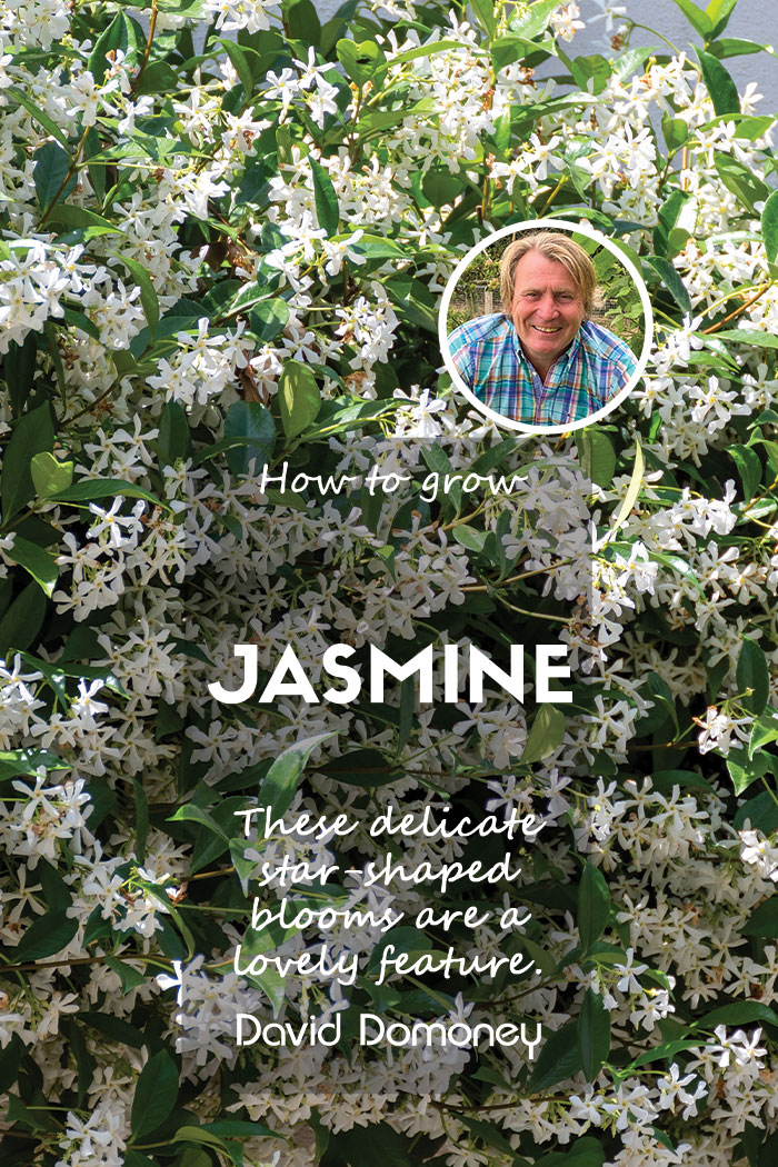 How to grow jasmine