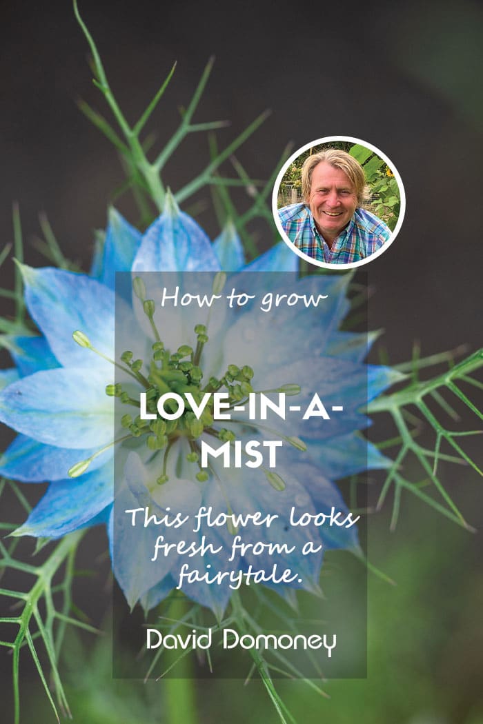 How to grow Love-in-a-mist