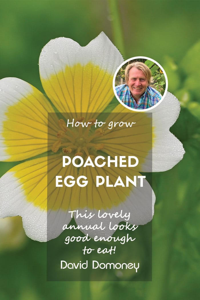 How to grow poached egg plants