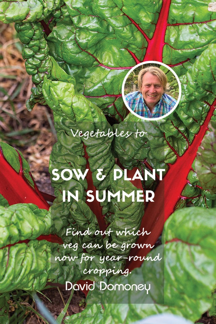 What to sow and plant in summer